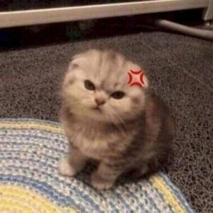 Meme mèo tức giận với khuôn mặt cau có