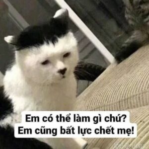 Meme khóc vì thất vọng nhưng vẫn hài hước