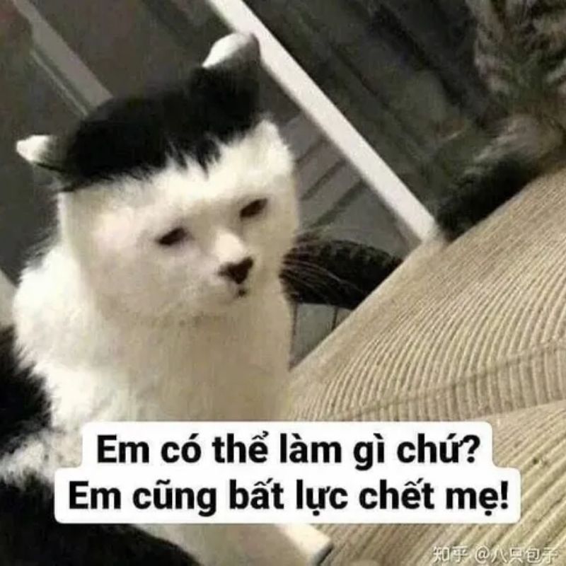 Meme khóc vì thất vọng nhưng vẫn hài hước