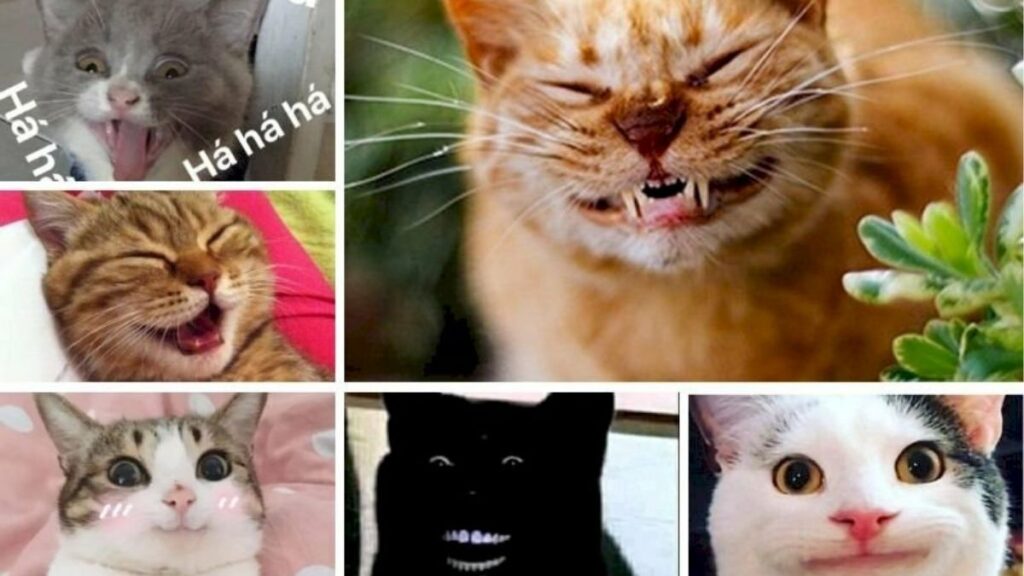 Các kiểu meme mèo cười phổ biến