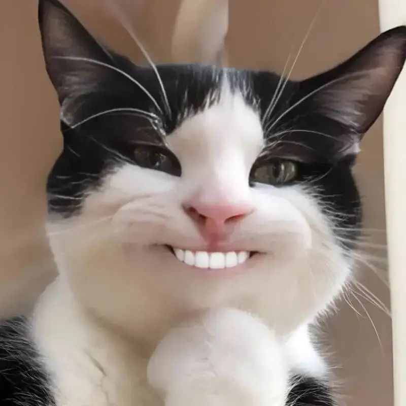 Cách chọn meme mèo cười theo từng tình huống
