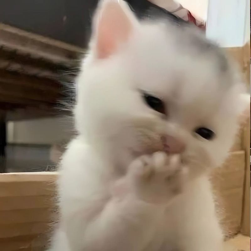Cách copy và tải meme mèo cười trên AndreyPhoto