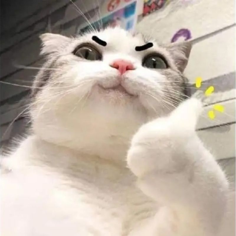 So sánh meme mèo biểu cảm rõ và ảnh nhiều chữ