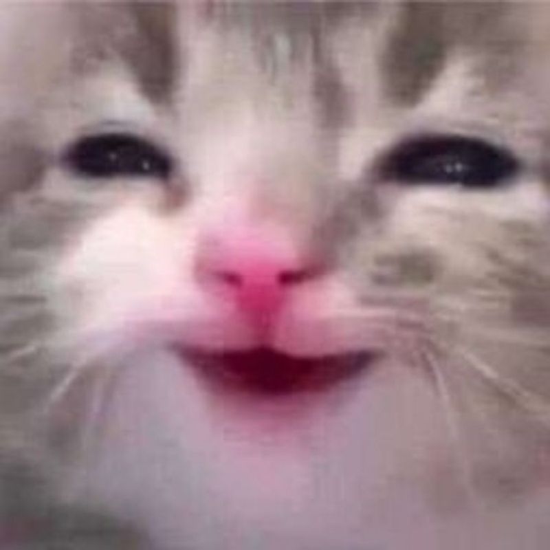 Meme mèo cười cute dễ thương
