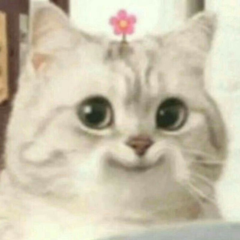 Meme mèo cười đáng yêu dùng trong tin nhắn