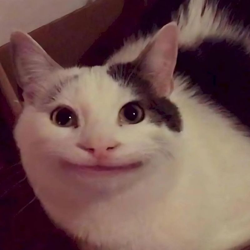 Meme mèo cười gượng trong tình huống khó xử