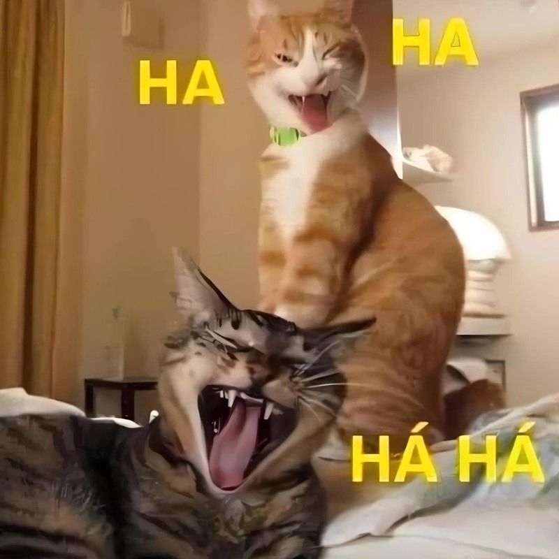 Meme mèo cười haha với biểu cảm khoái chí