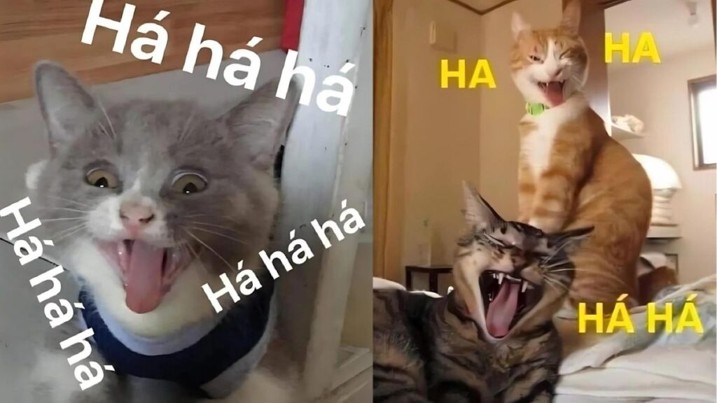Meme mèo cười hài hước với nhiều biểu cảm khác nhau