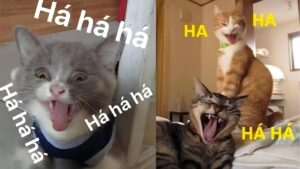Meme mèo cười hài hước với nhiều biểu cảm khác nhau
