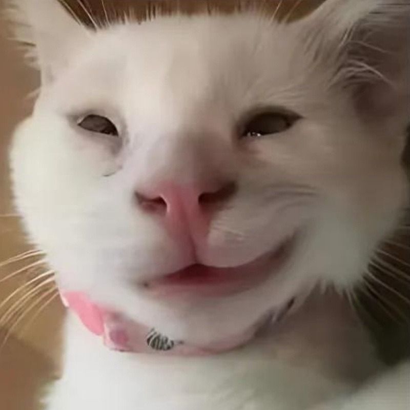 Meme mèo cười khinh với ánh mắt mỉa mai