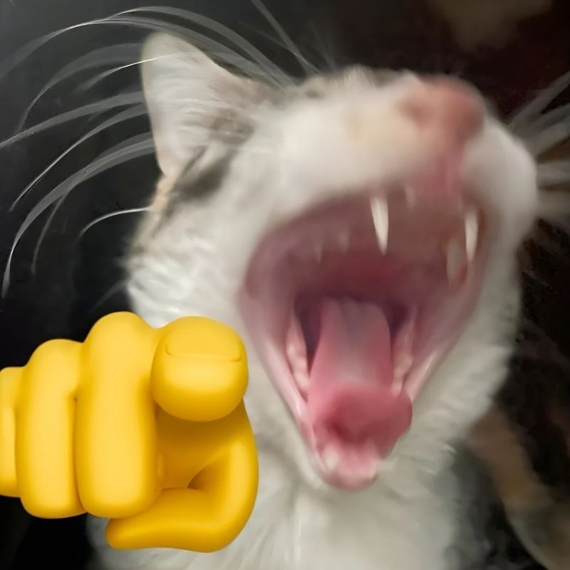 Meme mèo cười lăn lộn hài hước