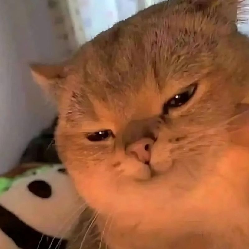 Meme mèo cười mỉm nhẹ nhàng
