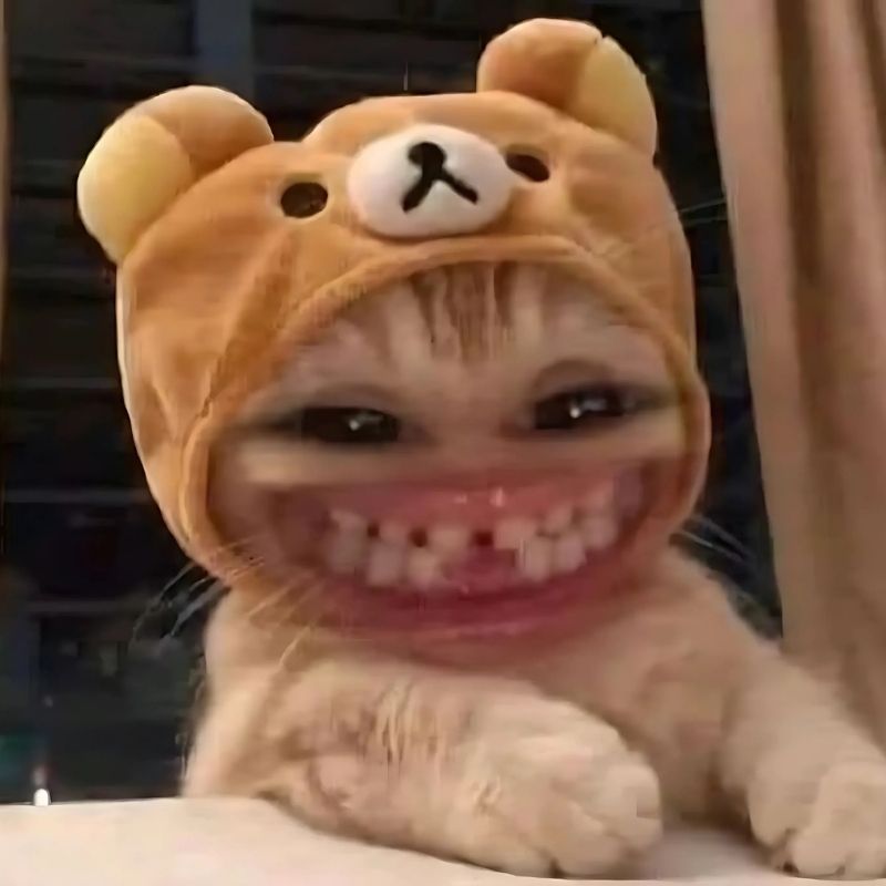 Meme mèo cười vui dùng khi gặp chuyện hài