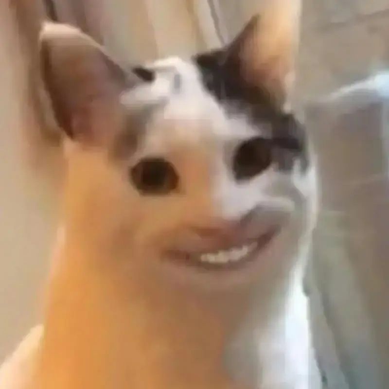 Meme mèo nhe răng cười trừ