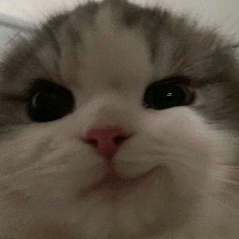 Meme mèo nhếch mép với biểu cảm tinh quái