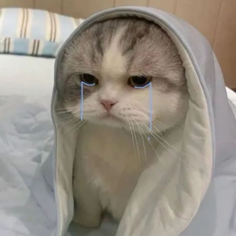 avatar mèo rưng rưng