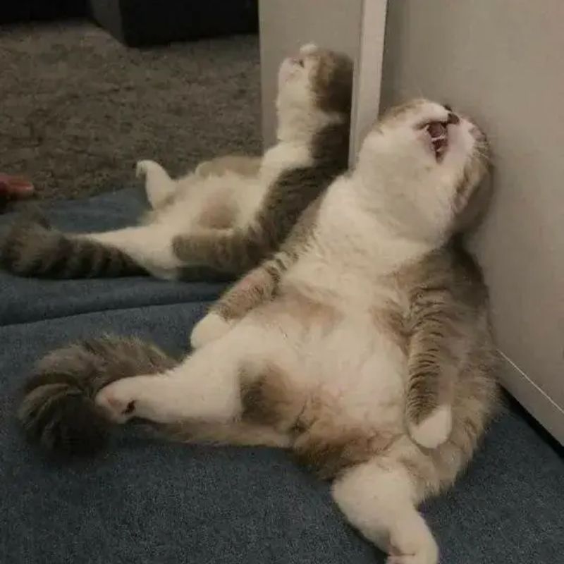 meme mèo buồn bất lực