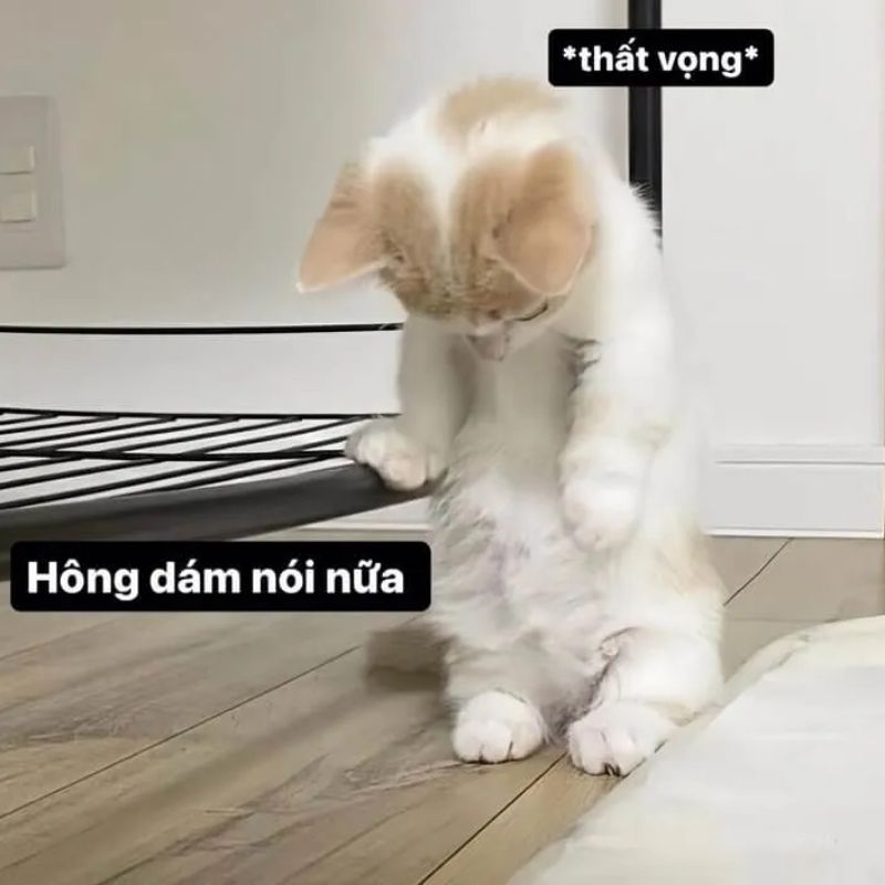 meme mèo buồn cúi đầu