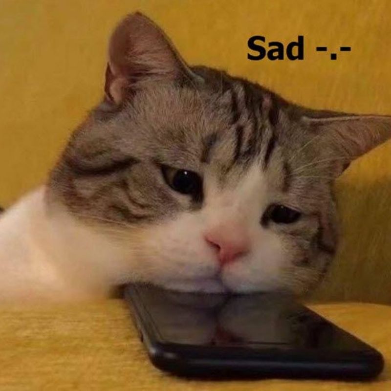 meme mèo buồn mặt ủ sầu