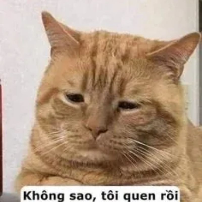 meme mèo đau nhưng quen rồi