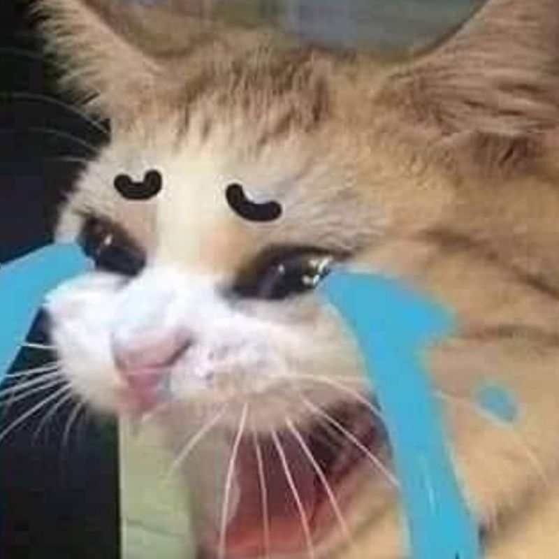 meme mèo gào khóc