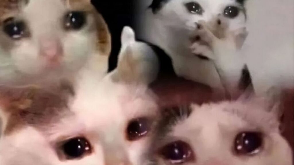 meme mèo khóc cute, buồn và hài