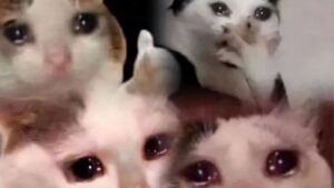 meme mèo khóc cute, buồn và hài