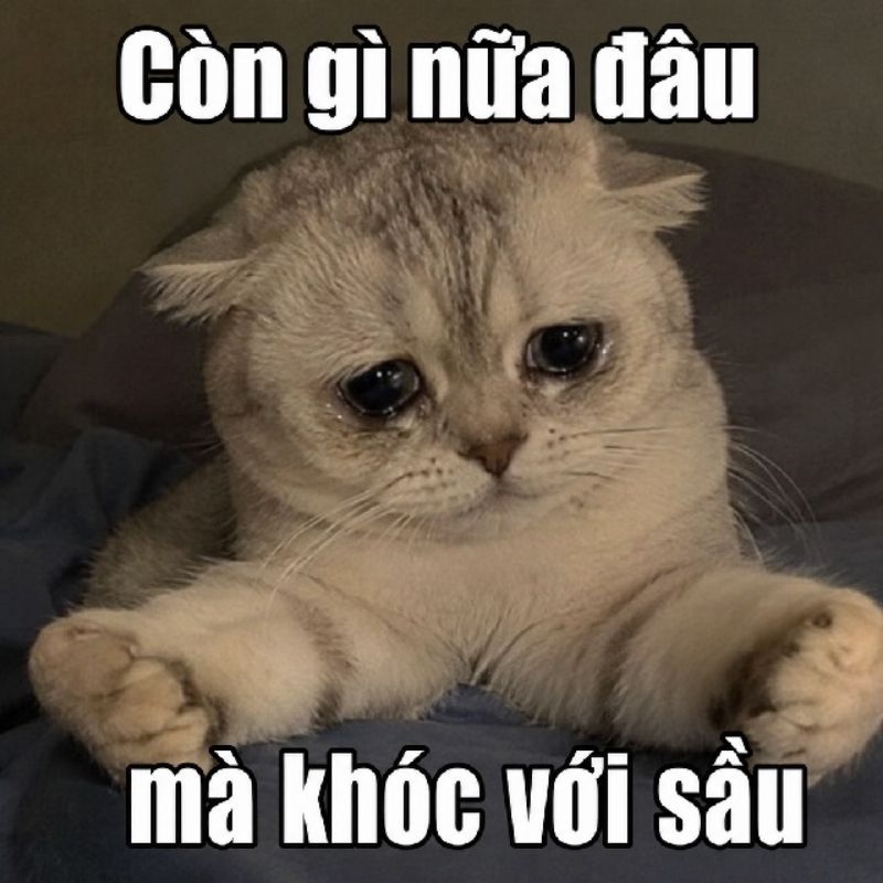 meme mèo khóc có chữ và không chữ