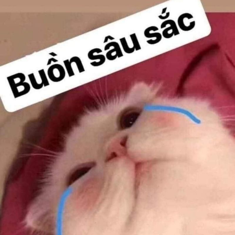 meme mèo khóc có chữ