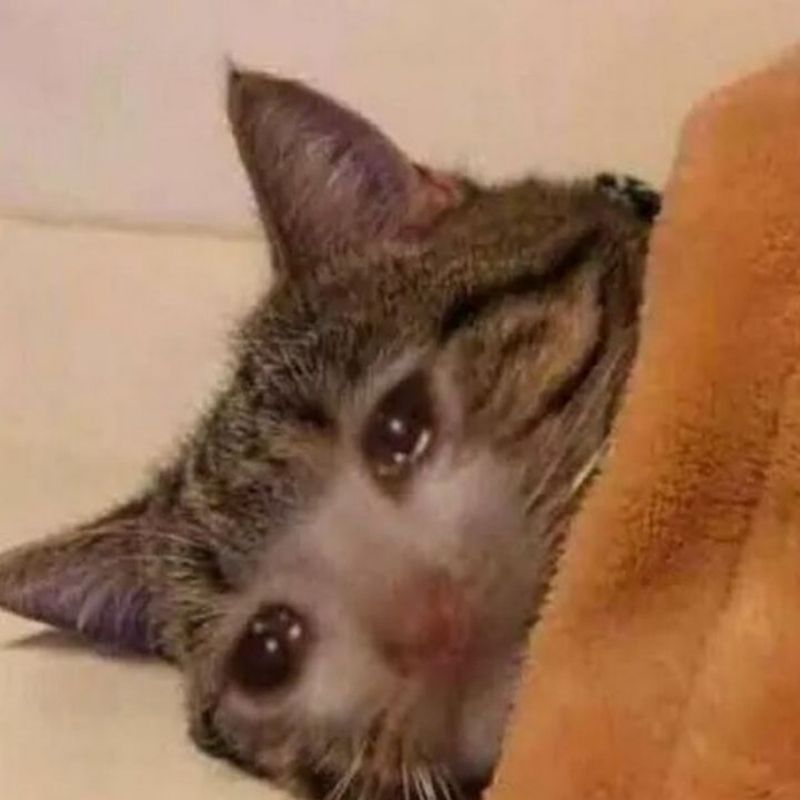 meme mèo khóc lý do ngớ ngẩn