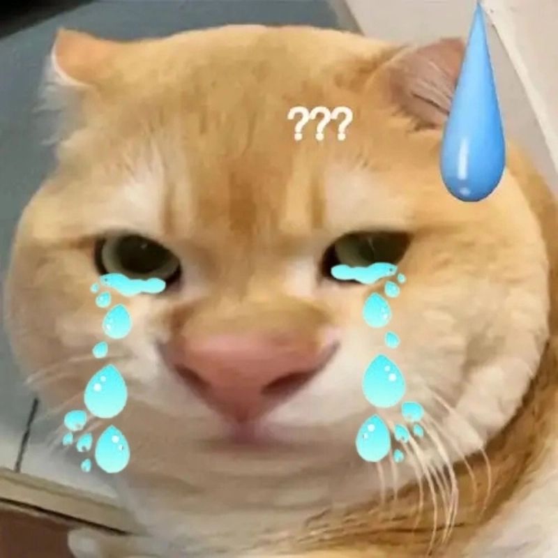 meme mèo khóc ngập nước mắt