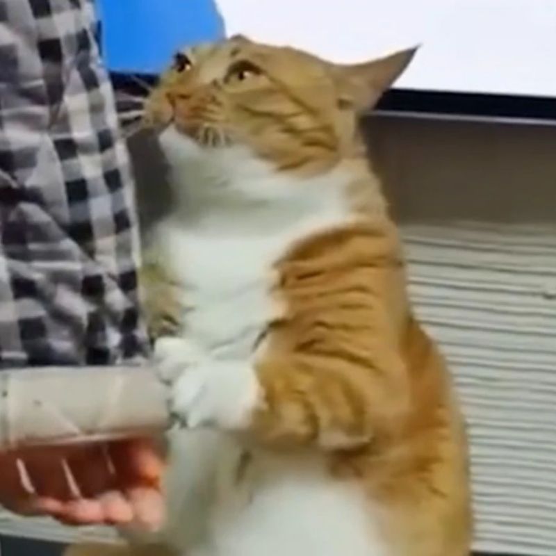 meme mèo làm nũng mặt buồn