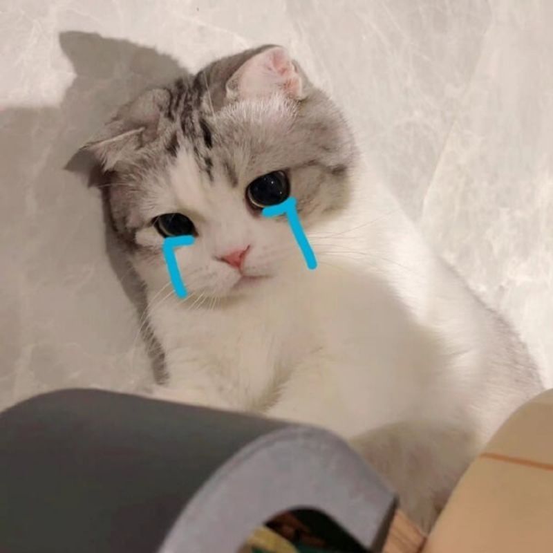 meme mèo mệt mỏi khóc