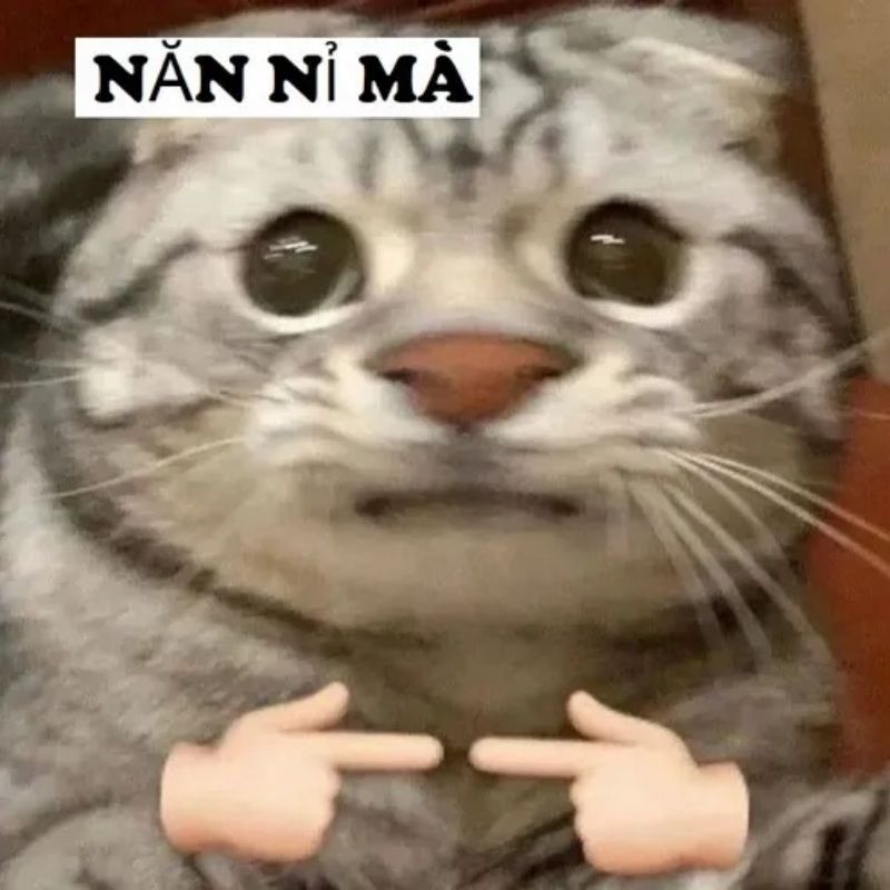 meme mèo năn nỉ đáng thương