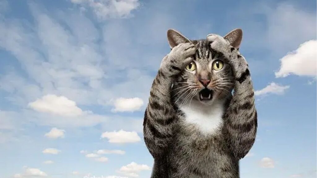Meme mèo ôm đầu với biểu cảm bất lực và sốc