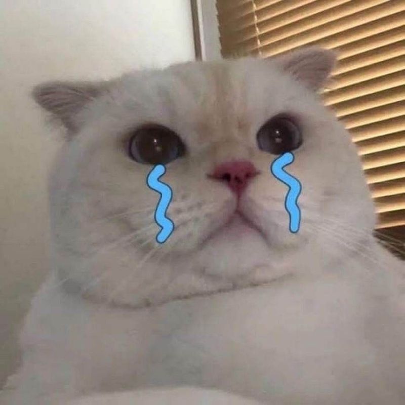 meme mèo thất vọng mặt buồn