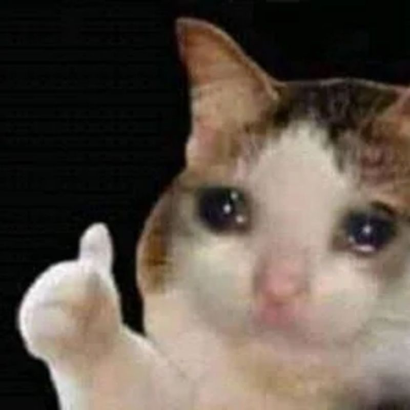 meme mèo khóc tui ổn