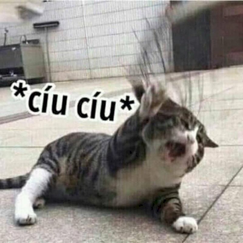 mèo khóc bất lực hết cứu