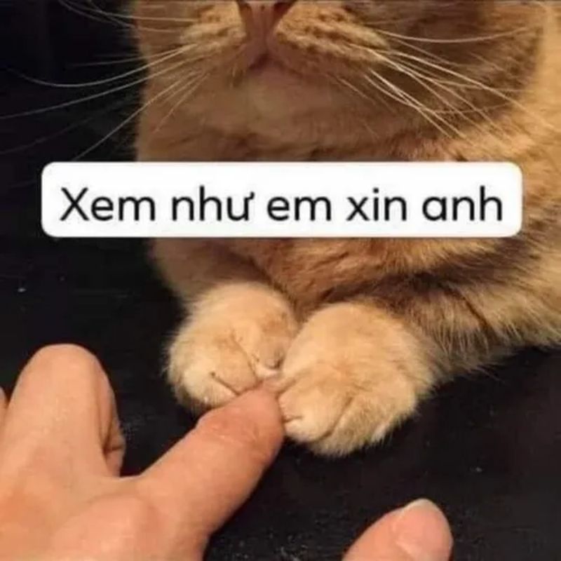 mèo khóc xin xỏ