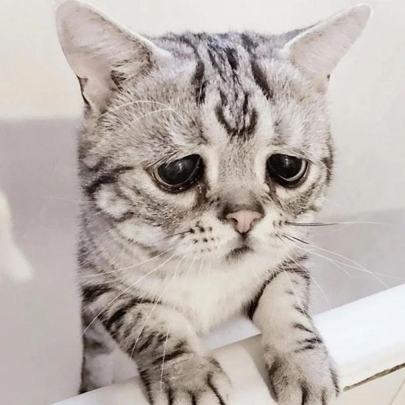 mèo mặt mếu không nước mắt