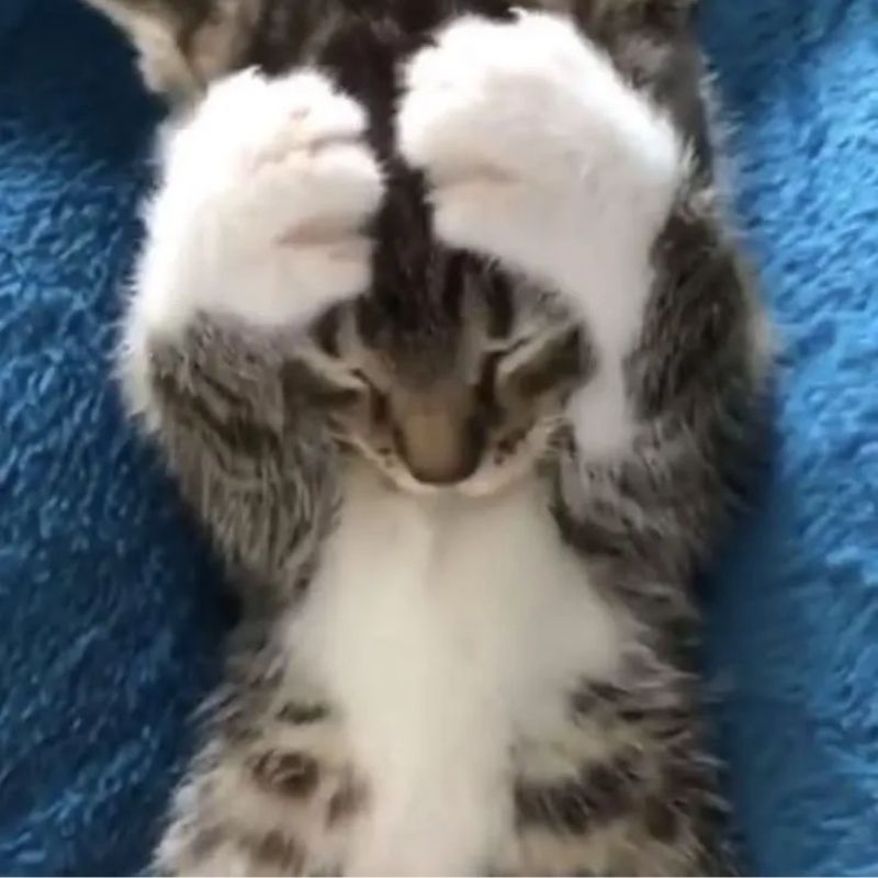 Mèo con ôm đầu với biểu cảm cute