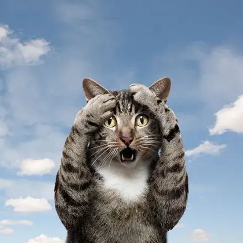 Mèo mở to mắt ôm đầu vì sốc